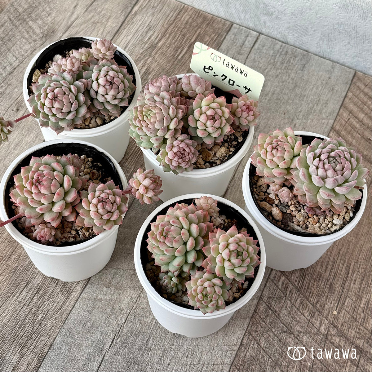 Pink Rosa 2 (Air Magic Nursery) [Tawawa House Seedlings]