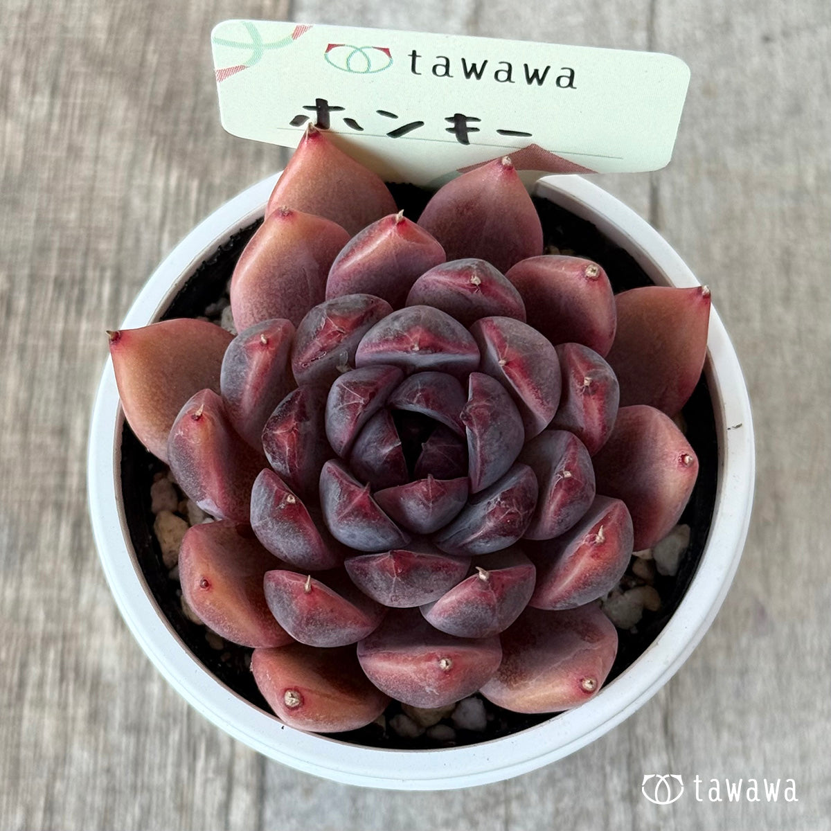 Honky [Tawawa House Seedlings]