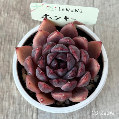 Honky [Tawawa House Seedlings]