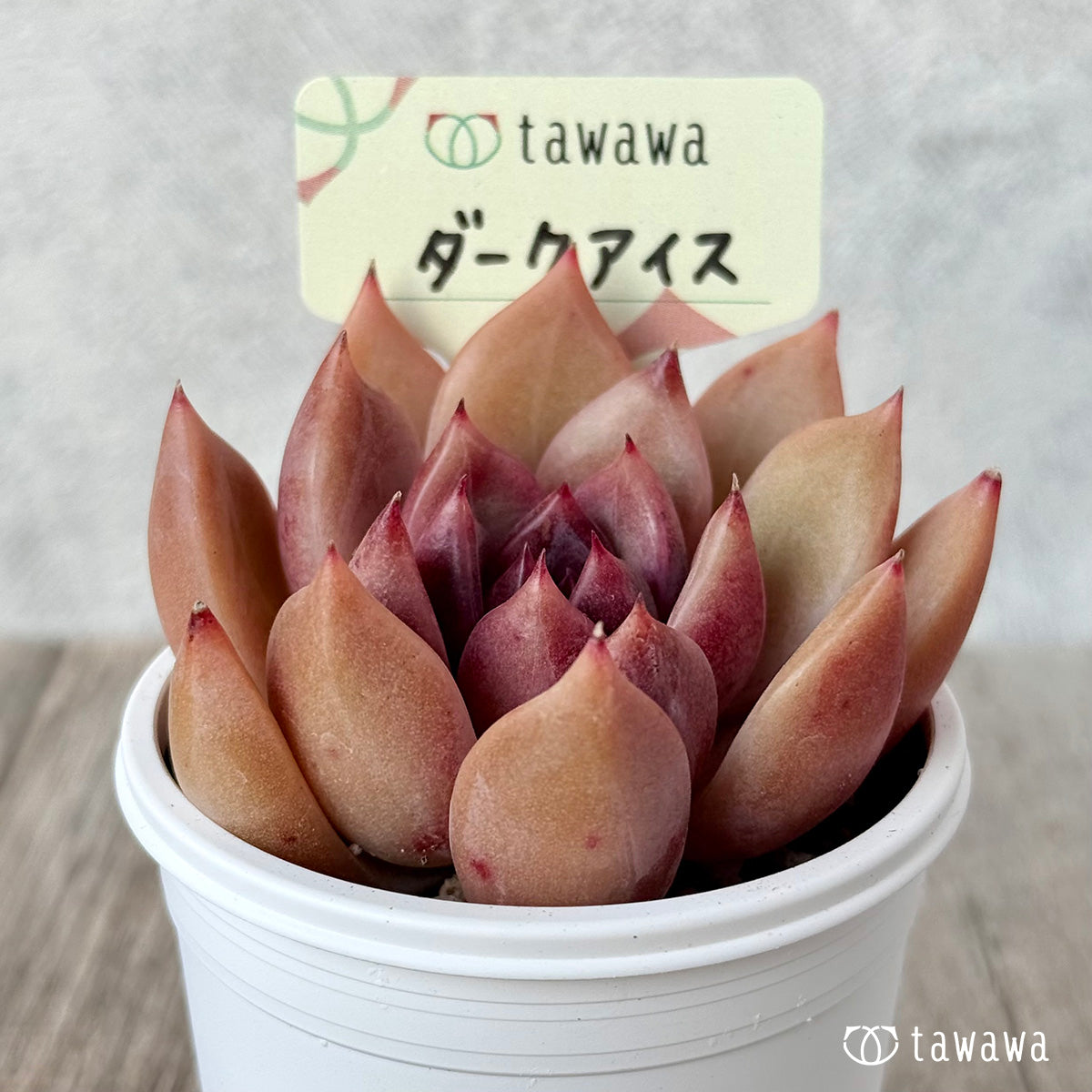 ダークアイス【tawawaハウス苗】
