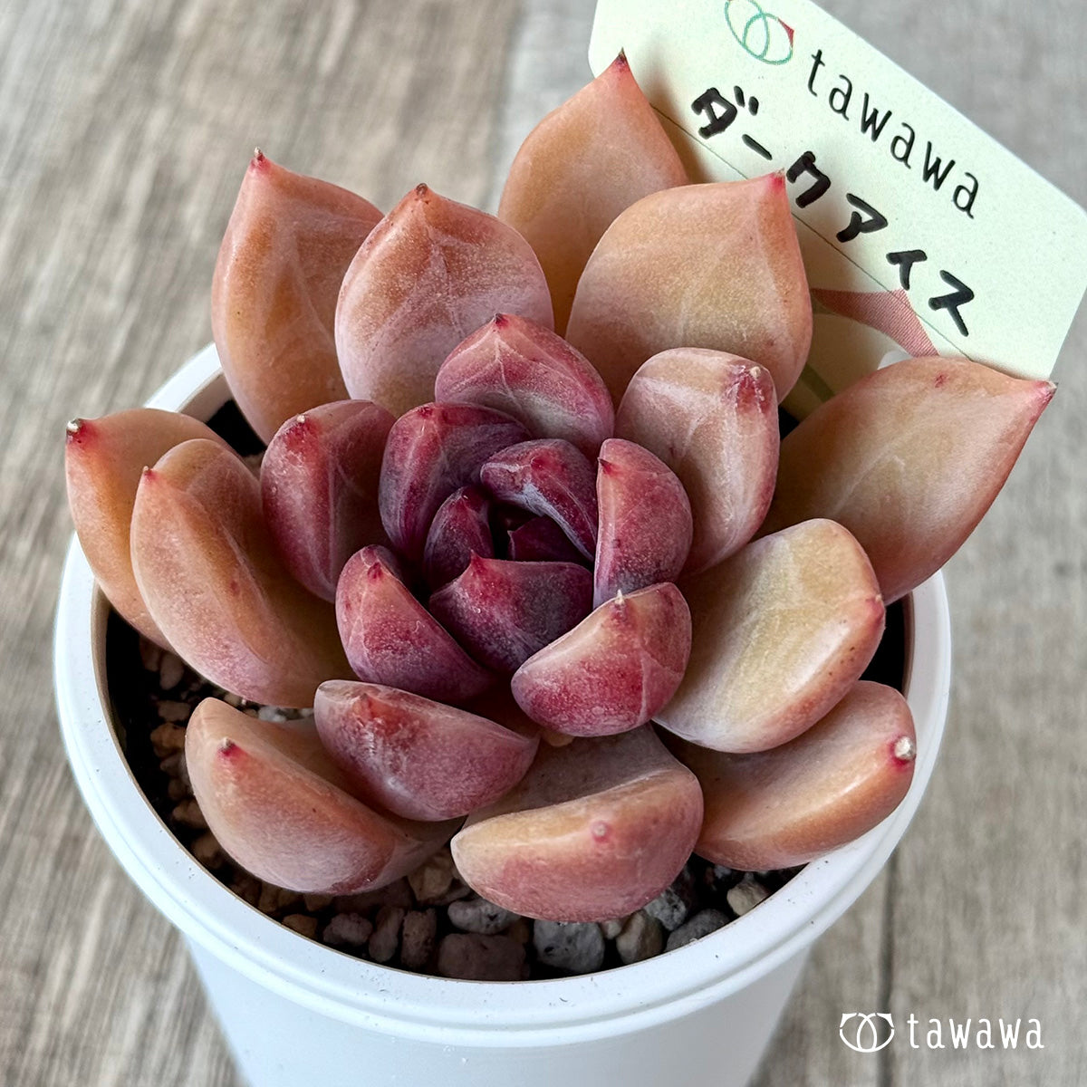 ダークアイス【tawawaハウス苗】