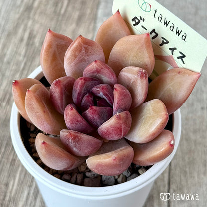 ダークアイス【tawawaハウス苗】