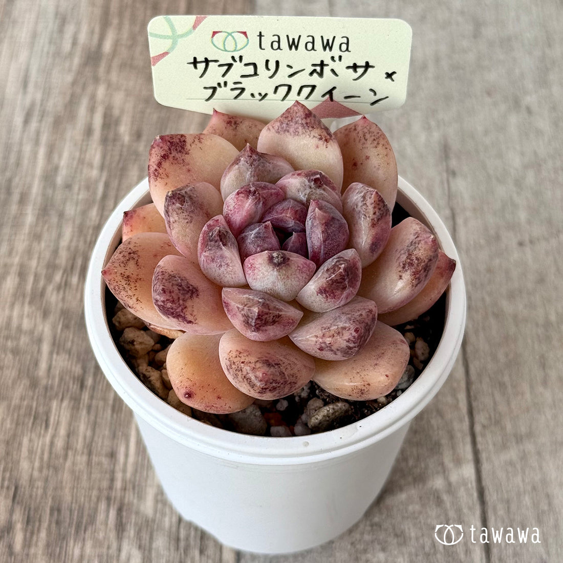 サブコリンボサ×ブラッククイーン（花村農園）【tawawaハウス苗】