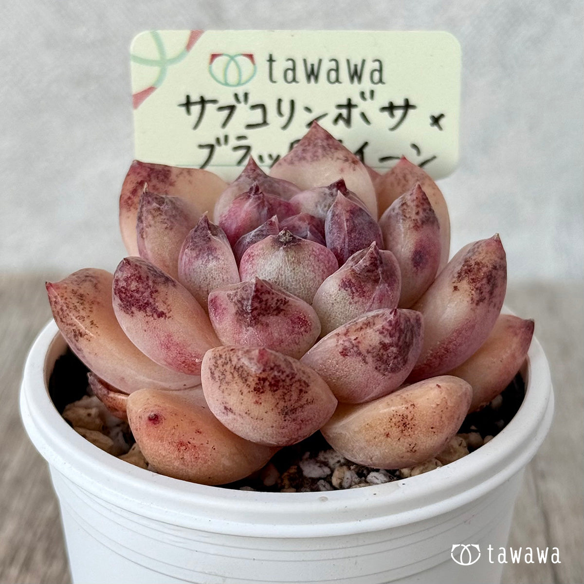 Echeveria &