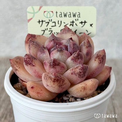 Echeveria &