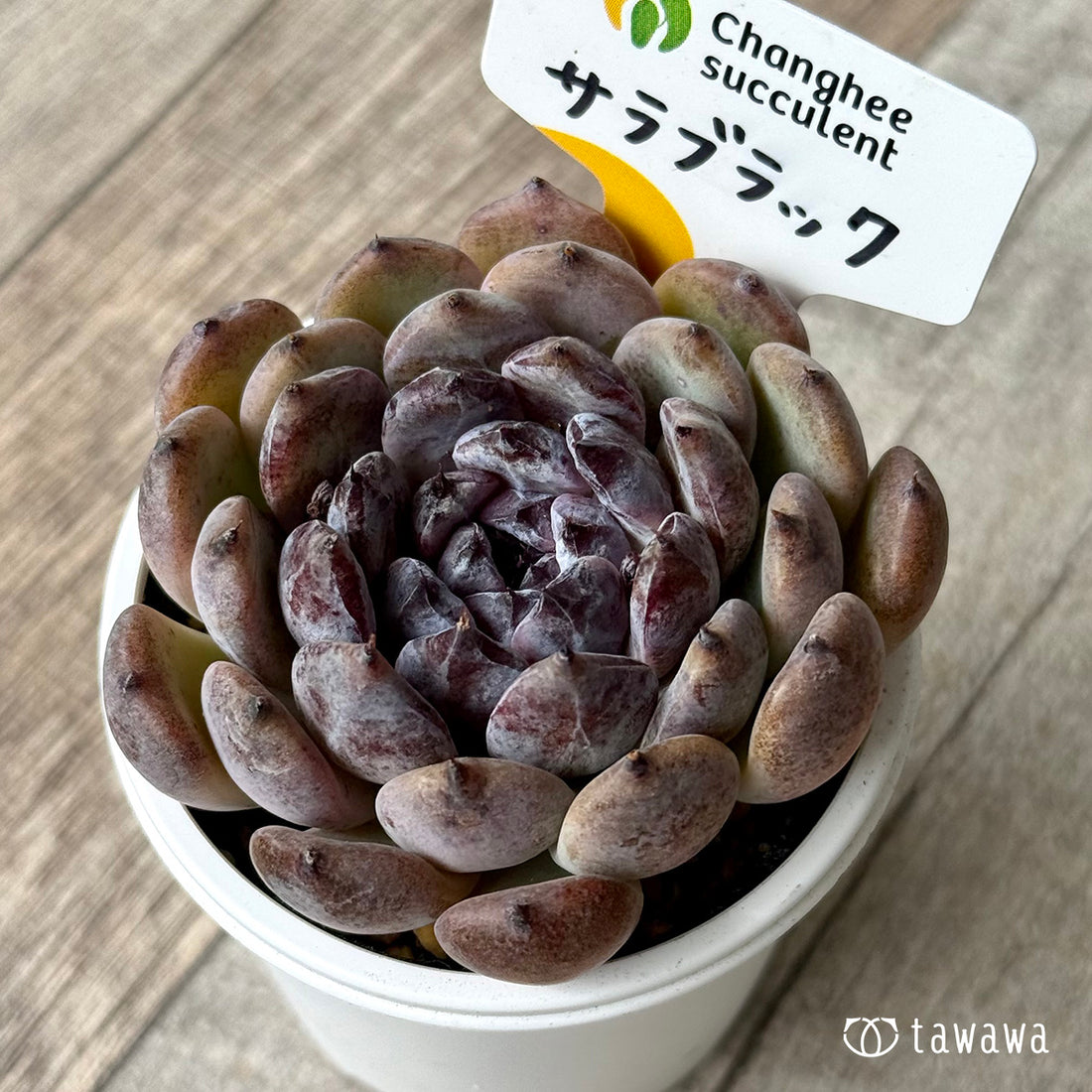 ＊新発売＊　サラブラック２（チャンヒー農園）【tawawaハウス苗】