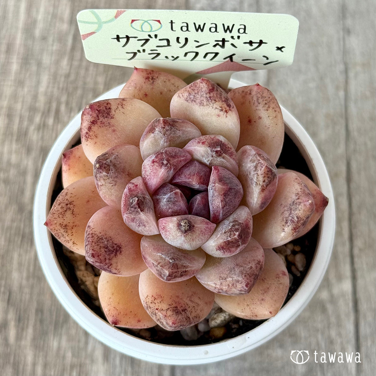Echeveria &