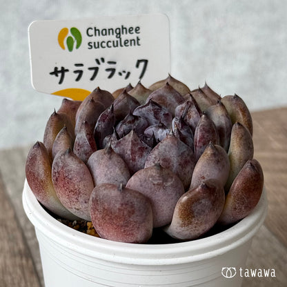 ＊新発売＊　サラブラック２（チャンヒー農園）【tawawaハウス苗】