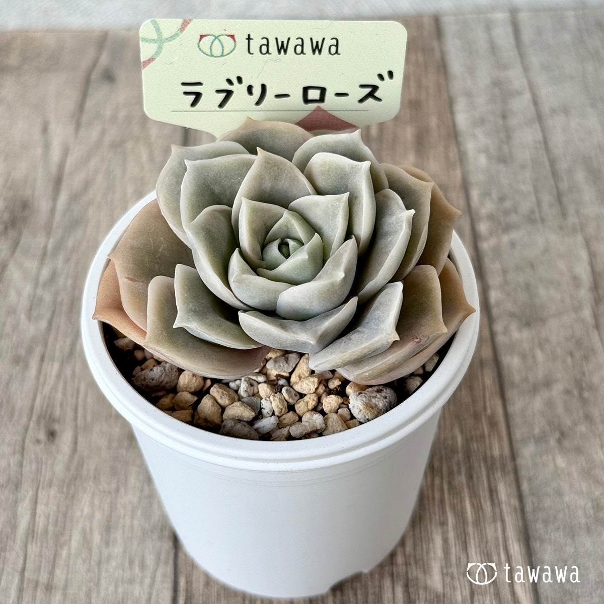 ＊新発売＊　ラブリーローズ【tawawaハウス苗】