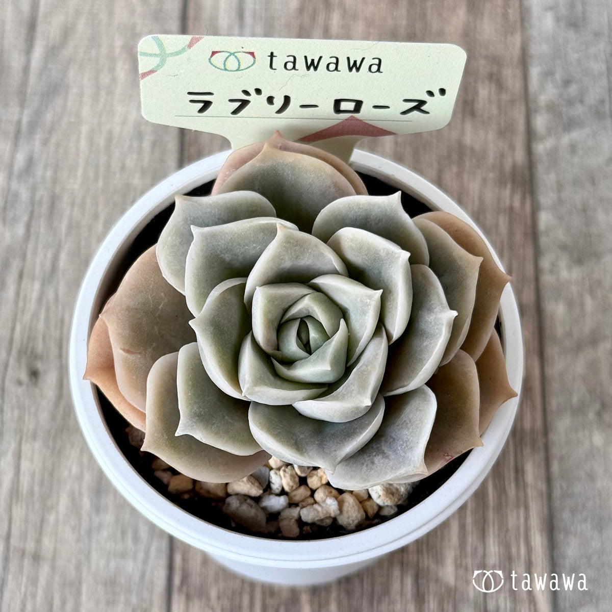 ＊新発売＊　ラブリーローズ【tawawaハウス苗】