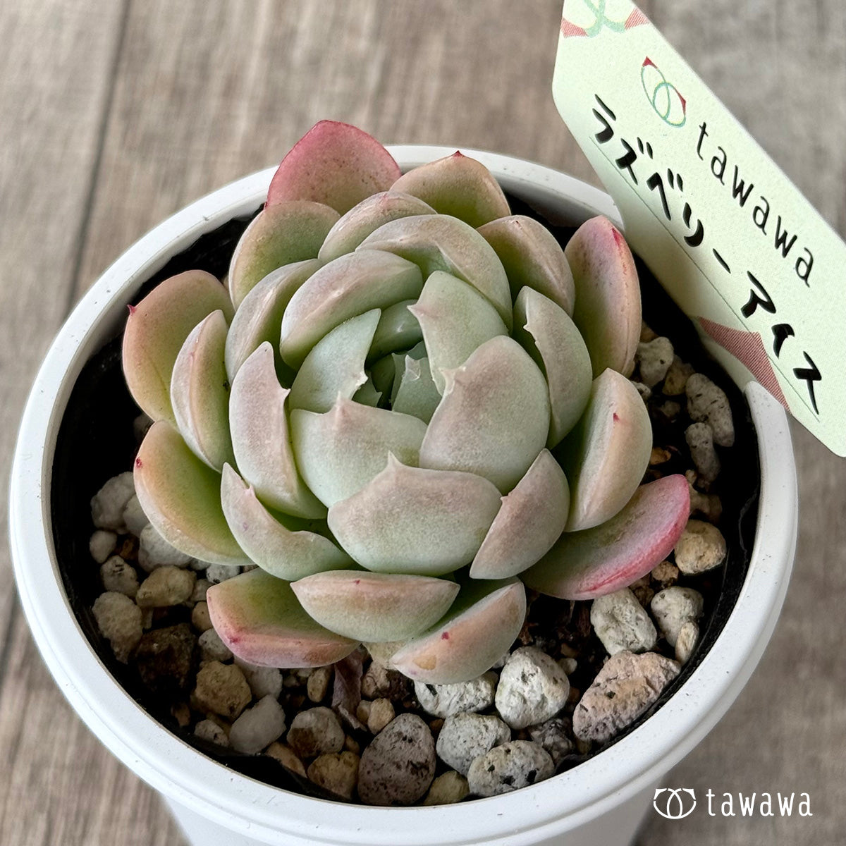 라스베리 아이스