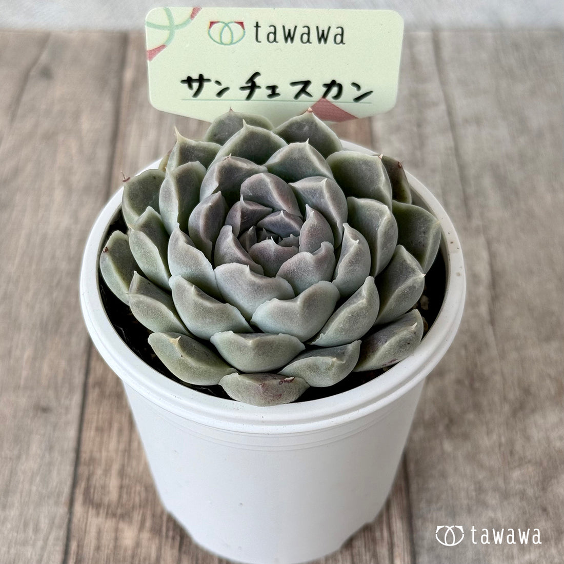 サンチェスカン１（エアーマジック農園）【tawawaハウス苗】