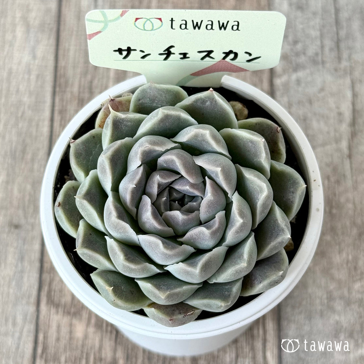 サンチェスカン１（エアーマジック農園）【tawawaハウス苗】