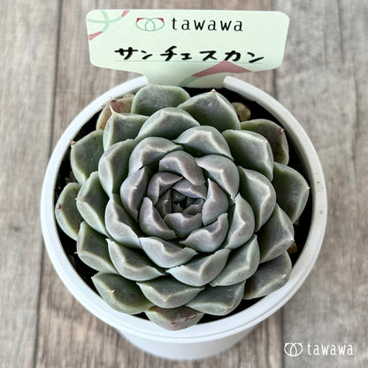 サンチェスカン１（エアーマジック農園）【tawawaハウス苗】