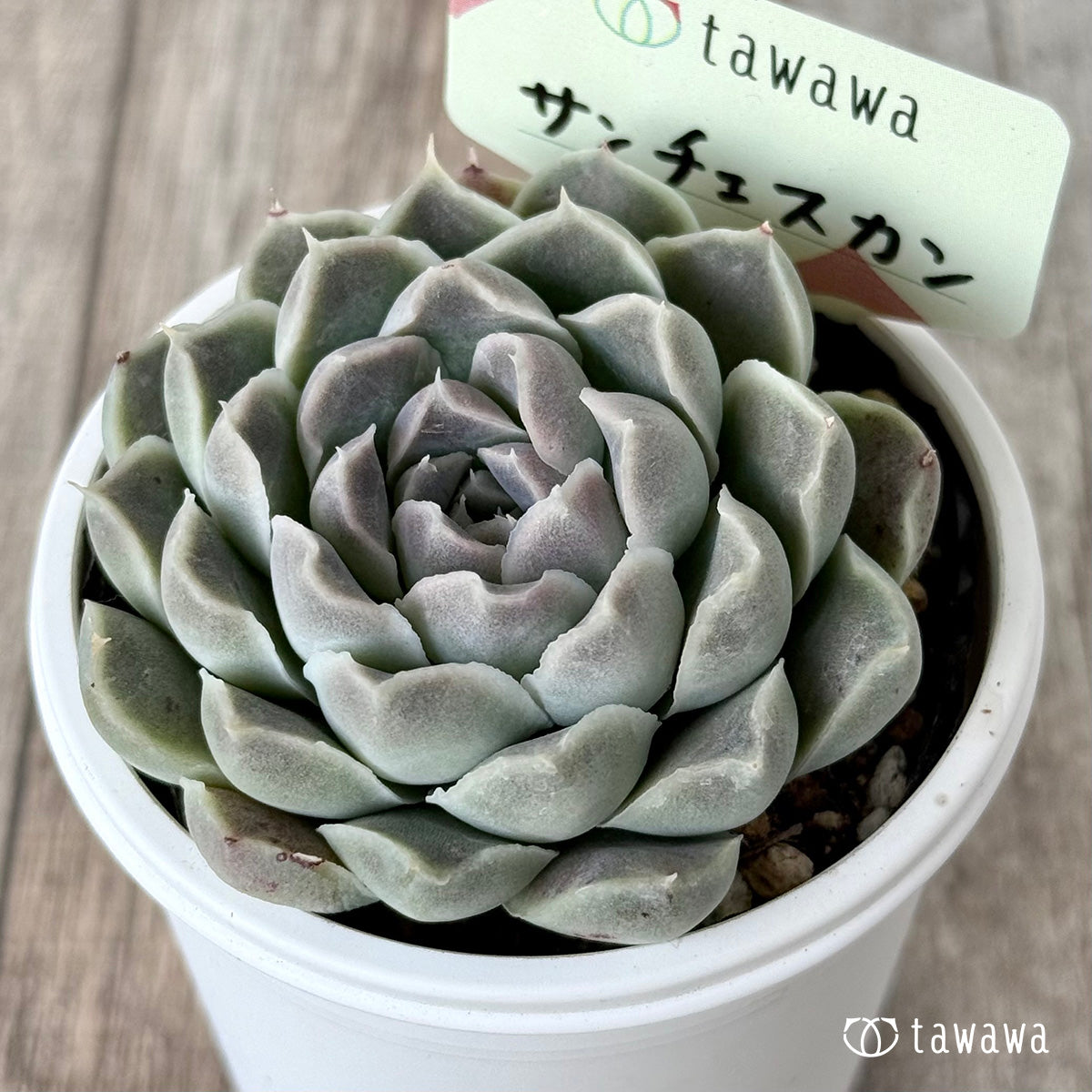 サンチェスカン１（エアーマジック農園）【tawawaハウス苗】