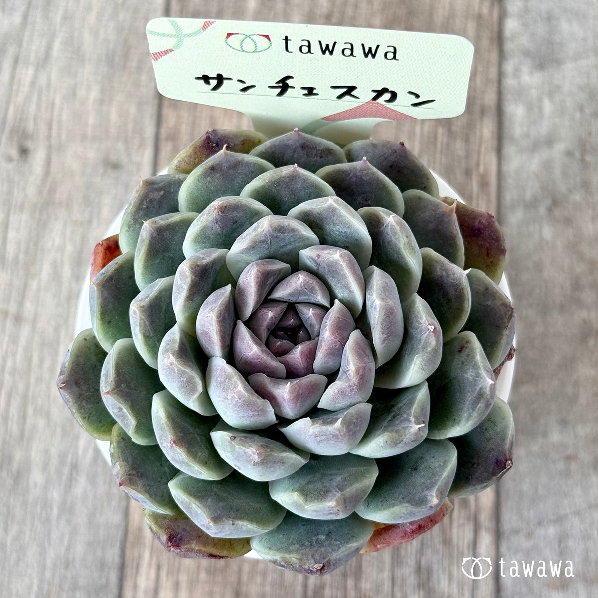 サンチェスカン２（エアーマジック農園）【tawawaハウス苗】