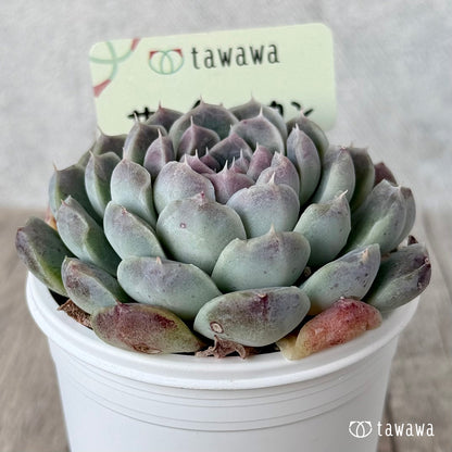 サンチェスカン２（エアーマジック農園）【tawawaハウス苗】