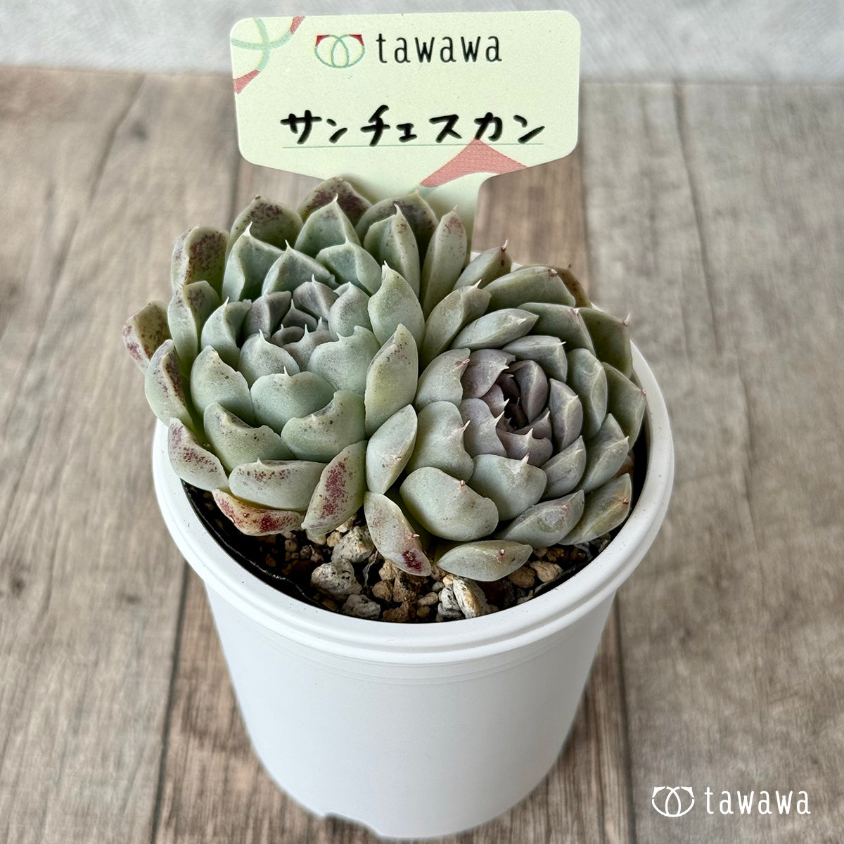 サンチェスカン３（エアーマジック農園）【tawawaハウス苗】