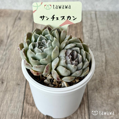 サンチェスカン３（エアーマジック農園）【tawawaハウス苗】