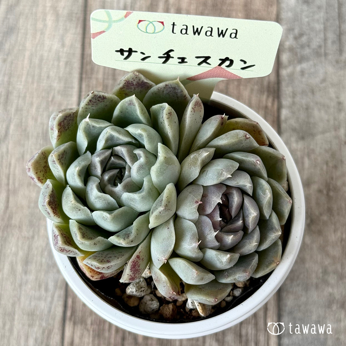 サンチェスカン３（エアーマジック農園）【tawawaハウス苗】