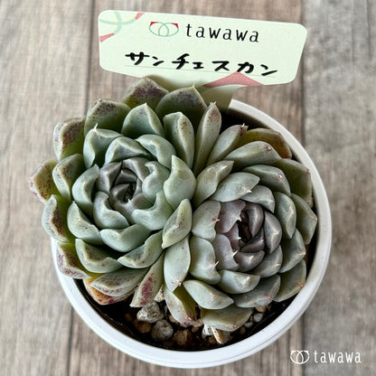 サンチェスカン３（エアーマジック農園）【tawawaハウス苗】