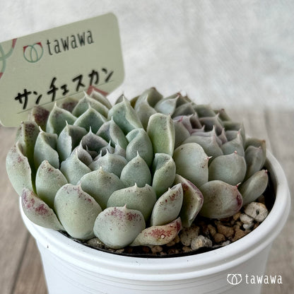 サンチェスカン３（エアーマジック農園）【tawawaハウス苗】