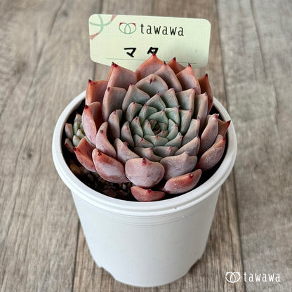 ＊新発売＊　マタ　【tawawaハウス苗】