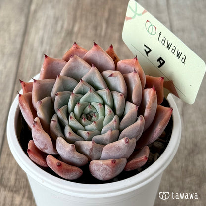 ＊新発売＊　マタ　【tawawaハウス苗】