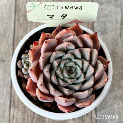 ＊新発売＊　マタ　【tawawaハウス苗】