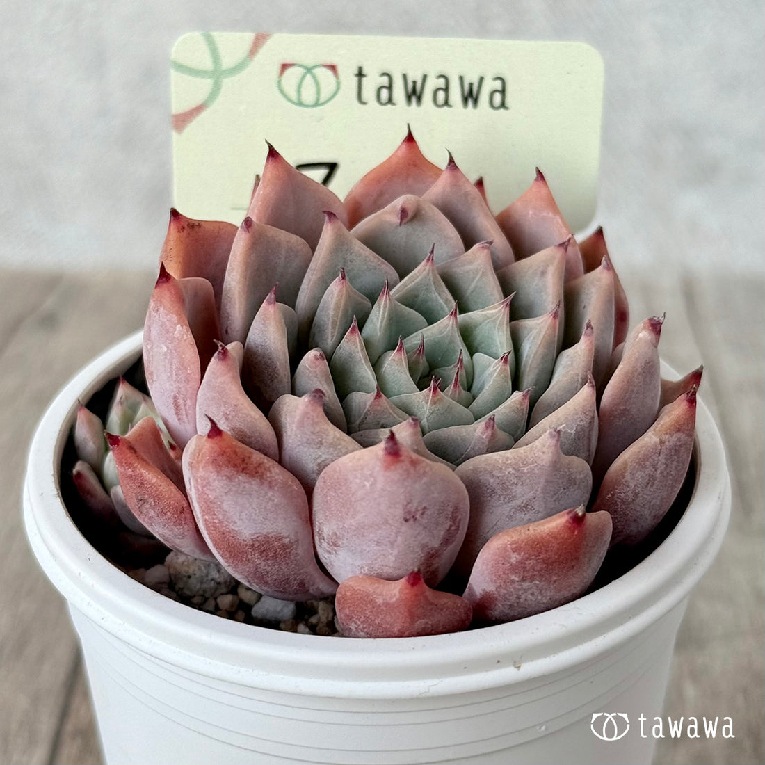 ＊新発売＊　マタ　【tawawaハウス苗】