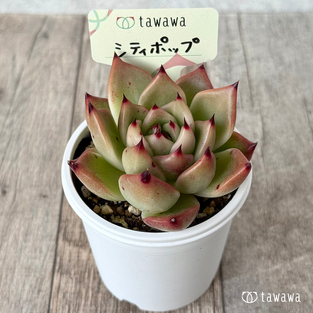 シティポップ【tawawaハウス苗】