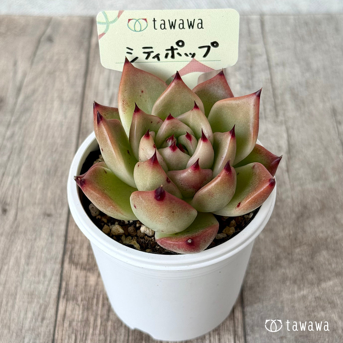 シティポップ【tawawaハウス苗】