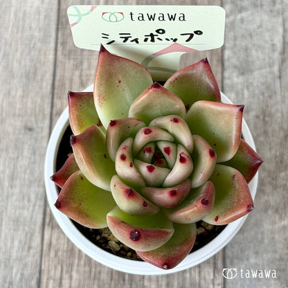 シティポップ【tawawaハウス苗】