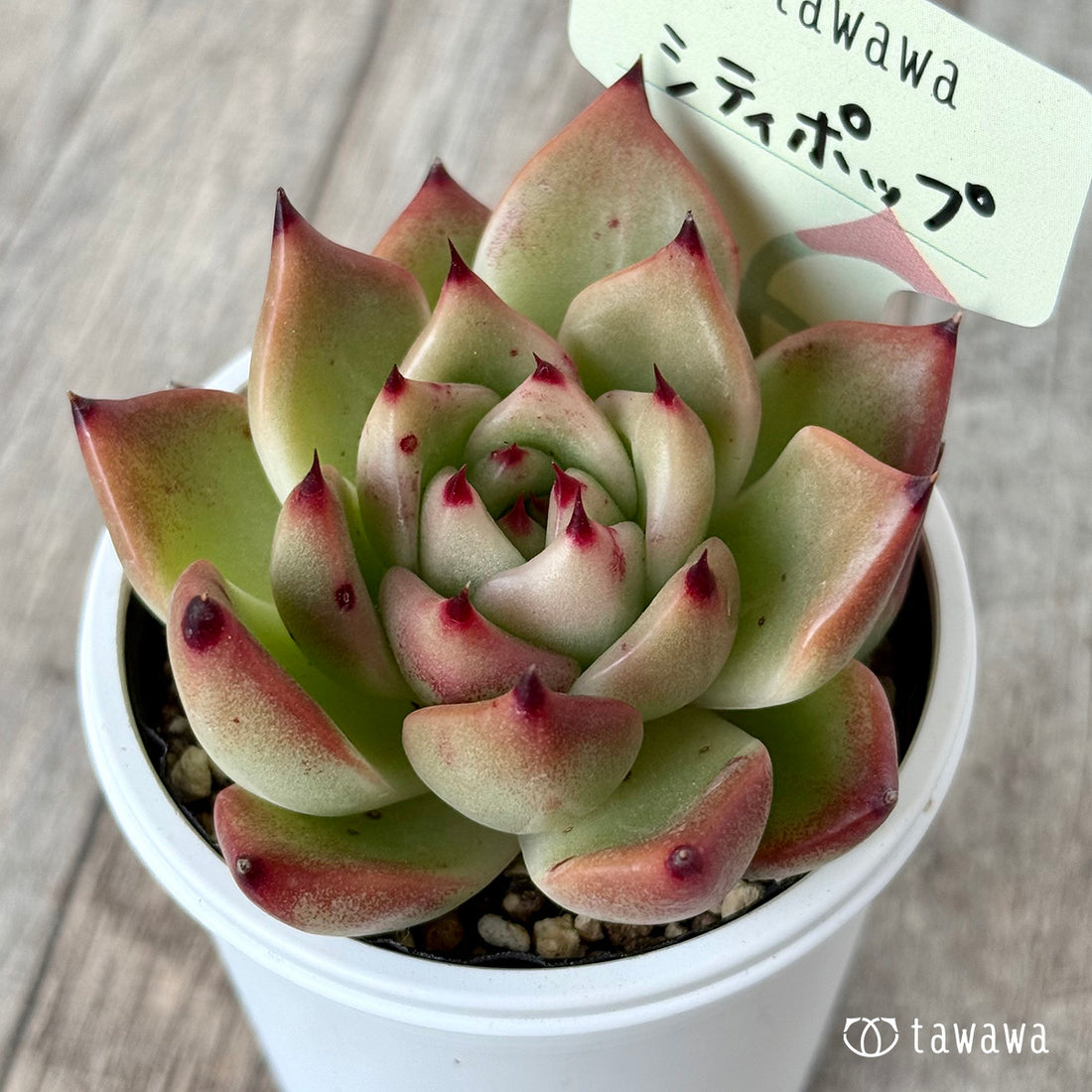 シティポップ【tawawaハウス苗】