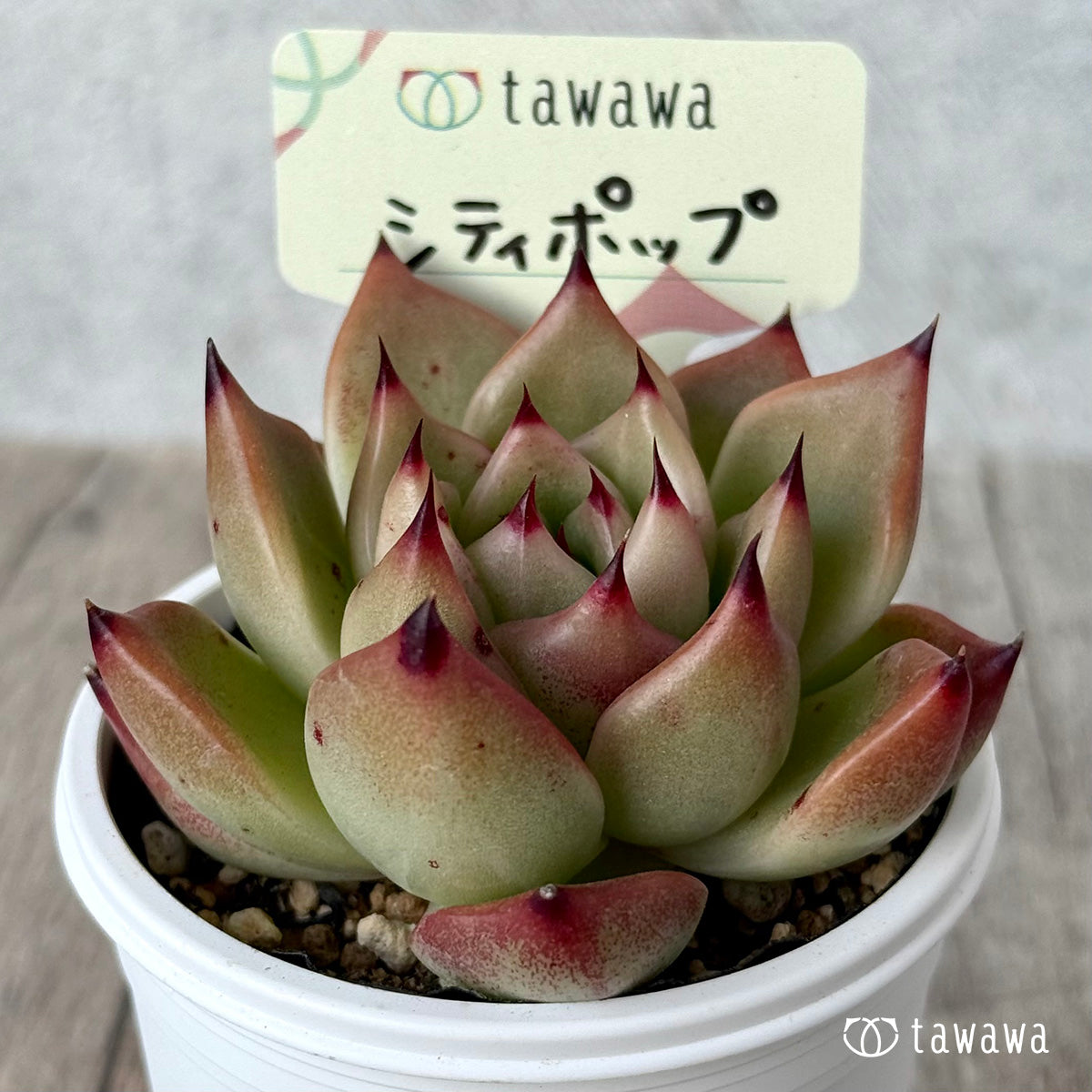 シティポップ【tawawaハウス苗】