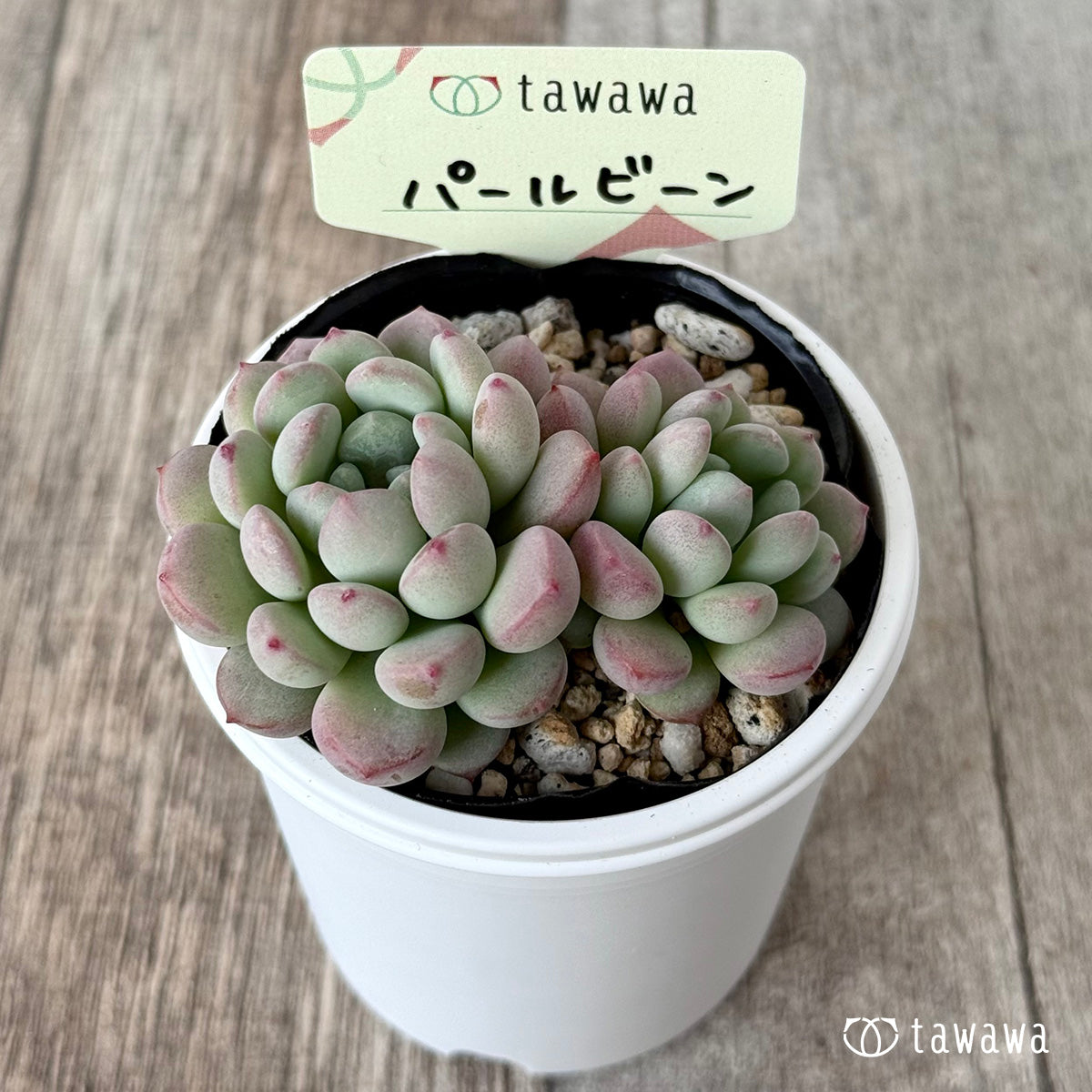 パールビーン１（エアーマジック農園）【tawawaハウス苗】