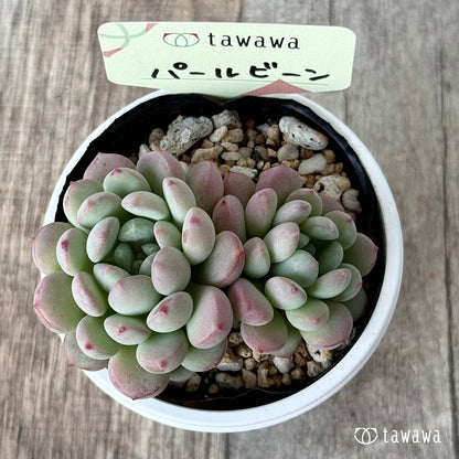 パールビーン１（エアーマジック農園）【tawawaハウス苗】