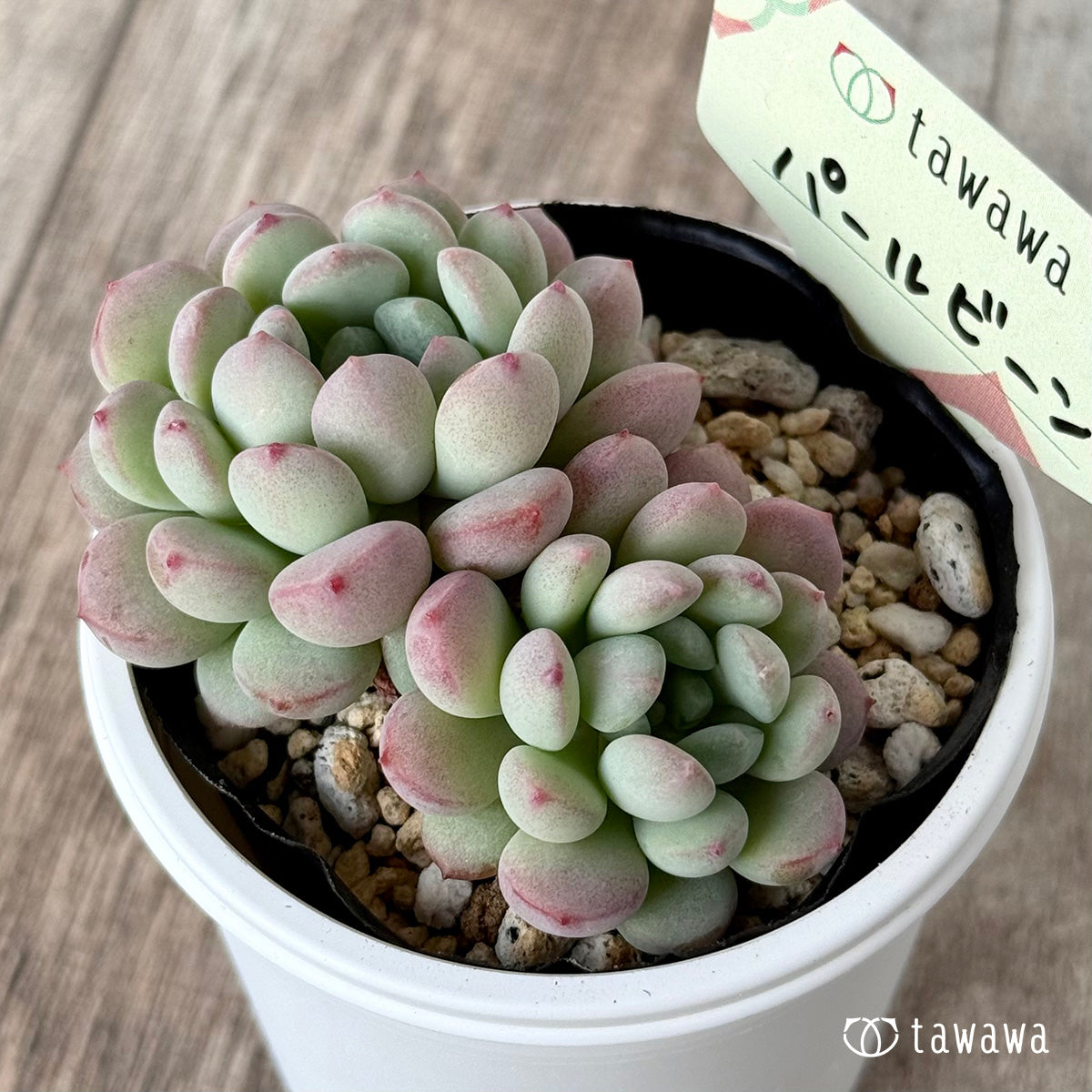 パールビーン１（エアーマジック農園）【tawawaハウス苗】