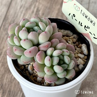 パールビーン１（エアーマジック農園）【tawawaハウス苗】