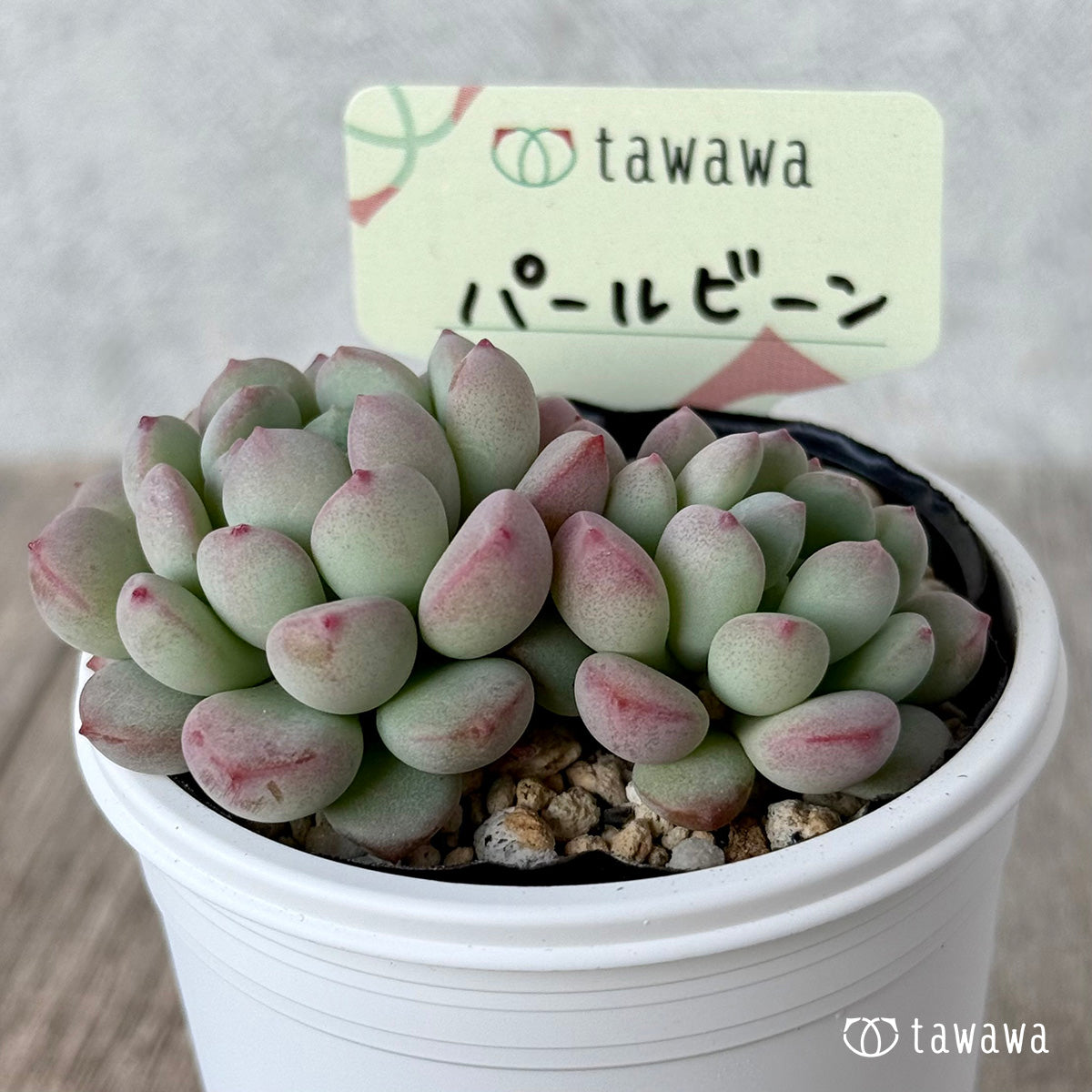 Pearl Bean 1 (Air Magic Farm) [Tawawa House Seedling]