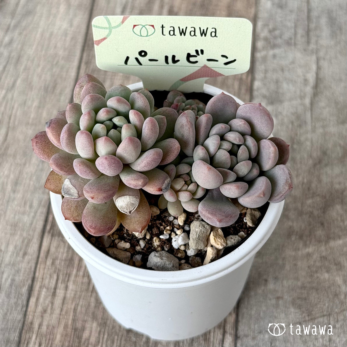 パールビーン２（エアーマジック農園）【tawawaハウス苗】