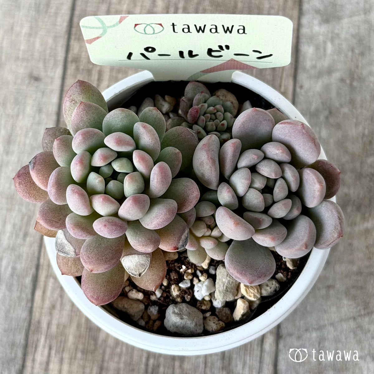 パールビーン２（エアーマジック農園）【tawawaハウス苗】