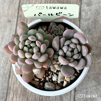 パールビーン２（エアーマジック農園）【tawawaハウス苗】