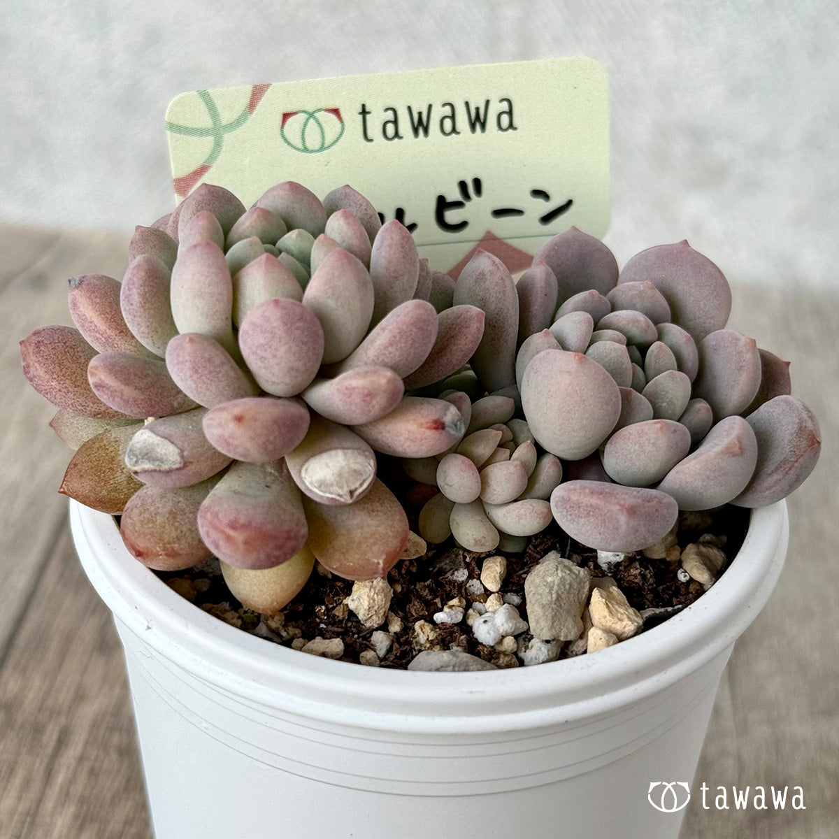 パールビーン２（エアーマジック農園）【tawawaハウス苗】