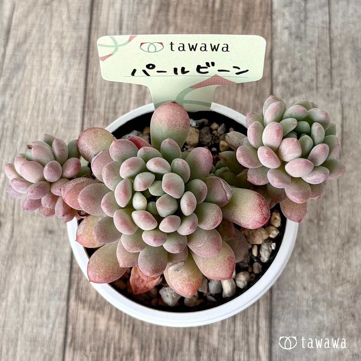 パールビーン３（エアーマジック農園）【tawawaハウス苗】