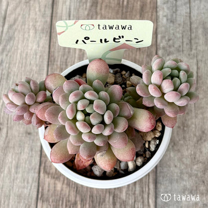 パールビーン３（エアーマジック農園）【tawawaハウス苗】