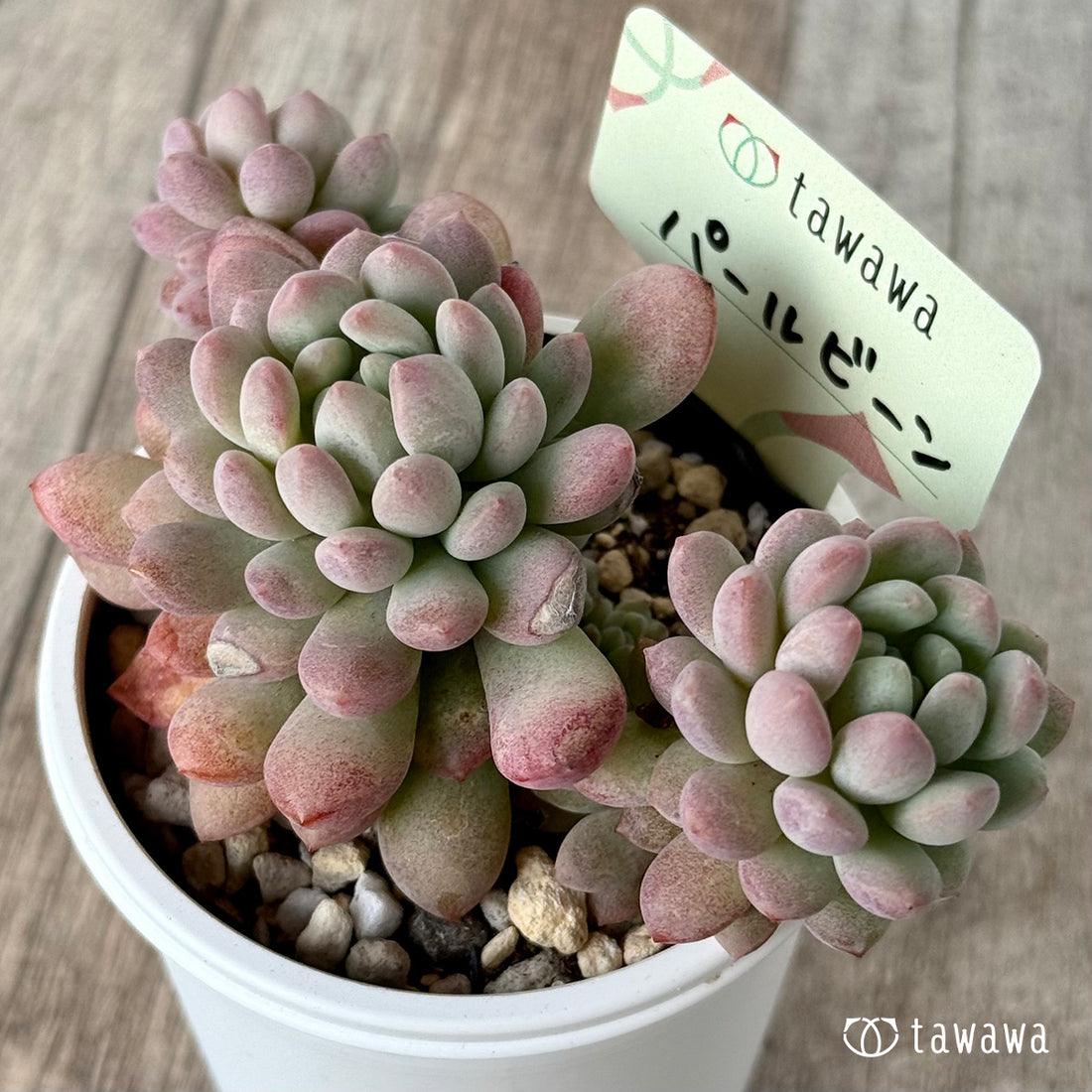 パールビーン3(エアーマジック農園)【tawawaハウス苗】