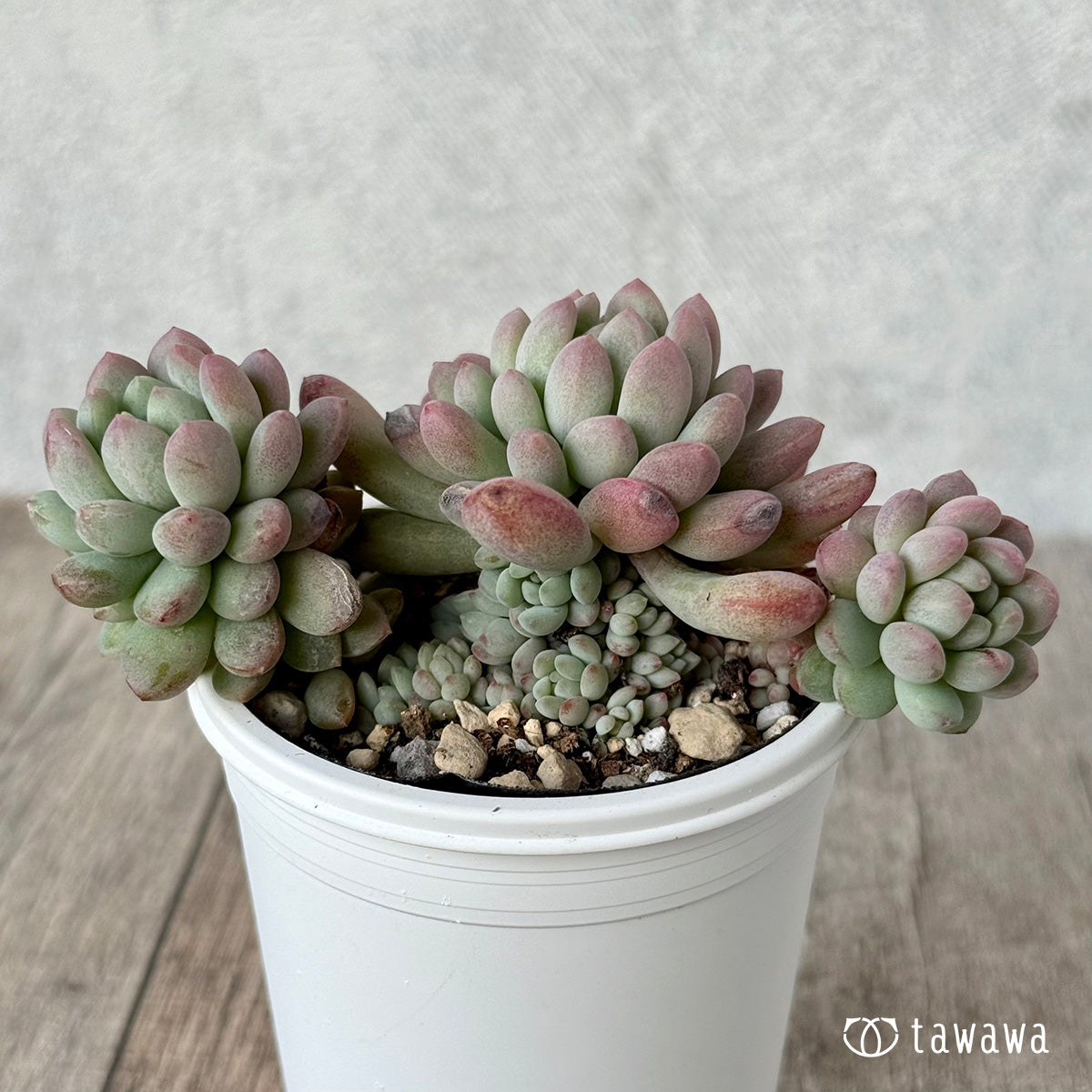 パールビーン３（エアーマジック農園）【tawawaハウス苗】