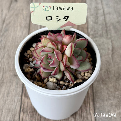 ＊新発売＊　ロシタ【tawawaハウス苗】