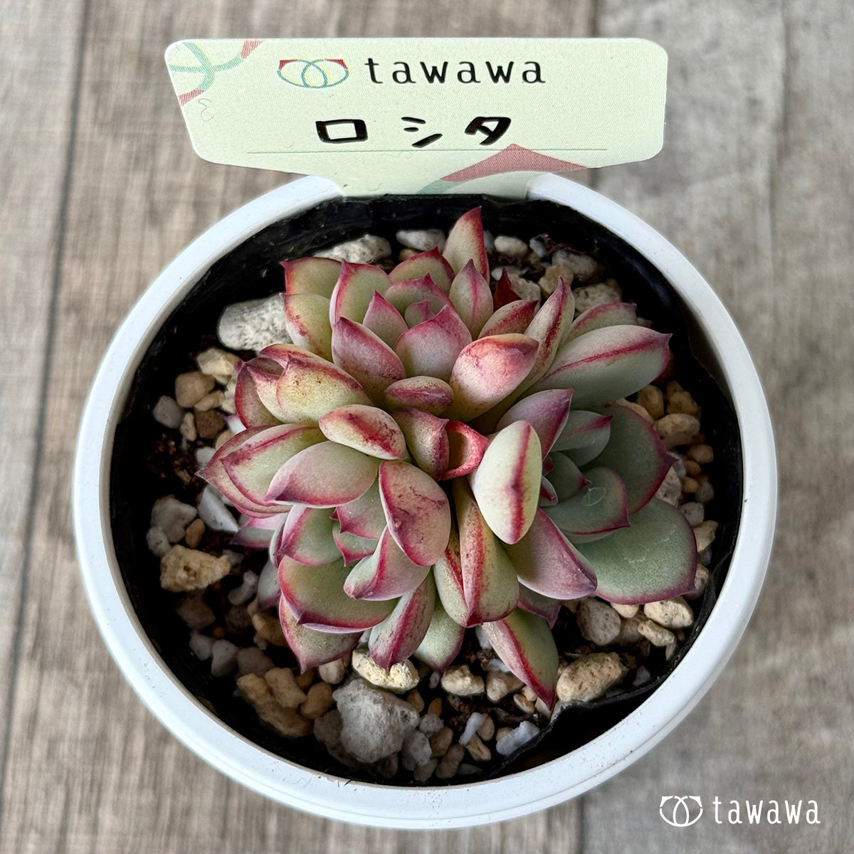 ＊新発売＊　ロシタ【tawawaハウス苗】
